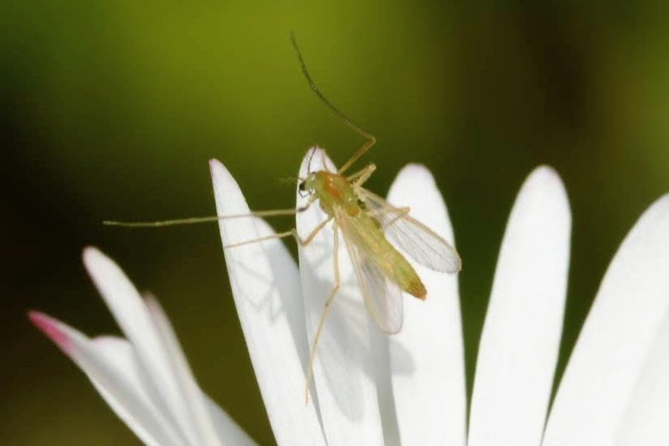 Chironomidae - árvaszúnyogok