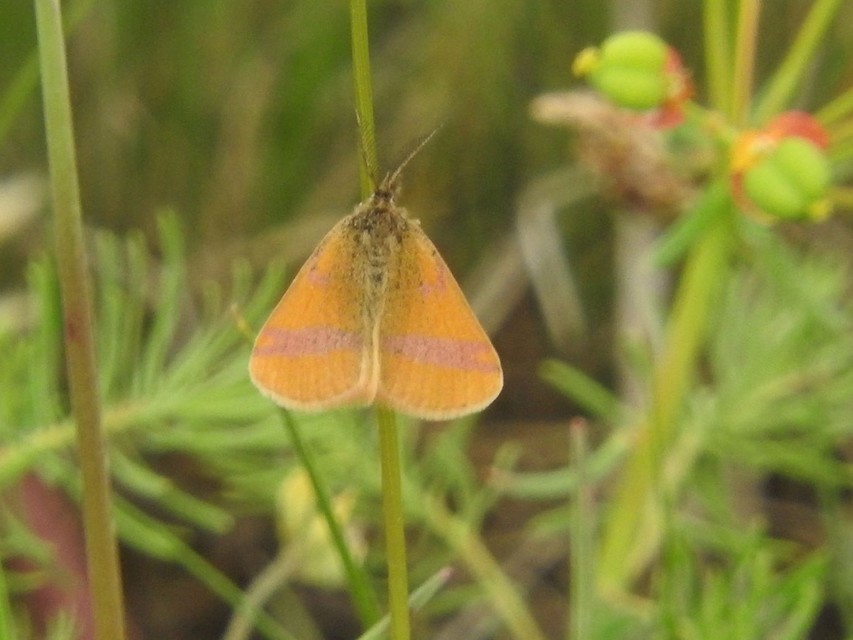 Lythria cruentaria - bíborcsíkos araszoló