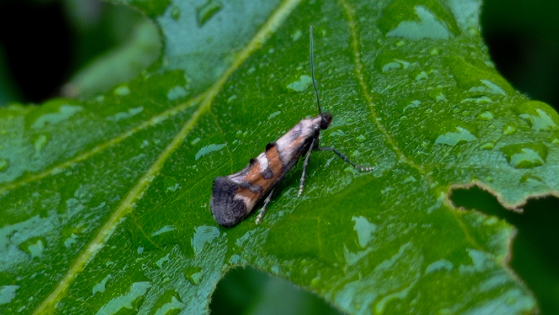 Epermenia pontificella - tarka íveltmoly