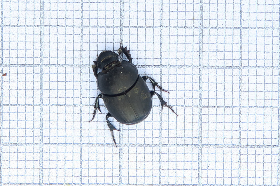 Onthophagus verticicornis - fekete trágyatúró