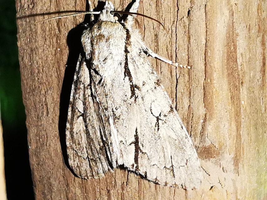 Acronicta cuspis/tridens/psi