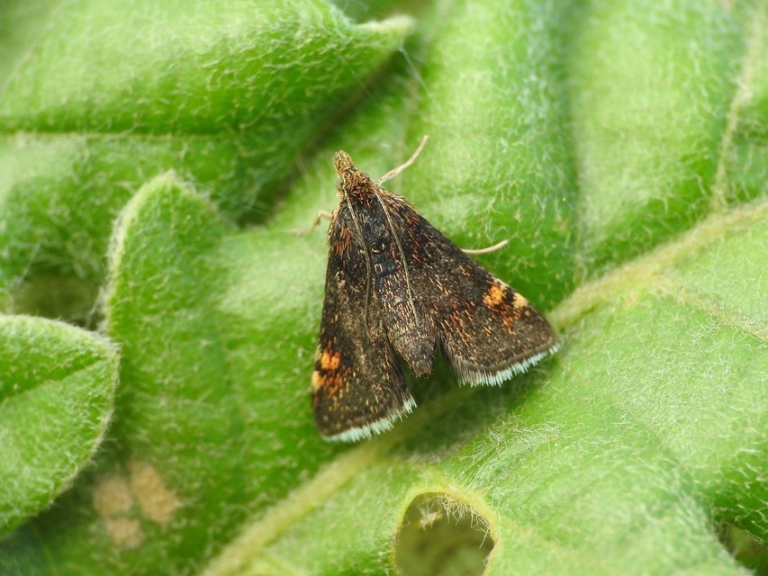 Pyrausta obfuscata - félholdas kormosmoly
