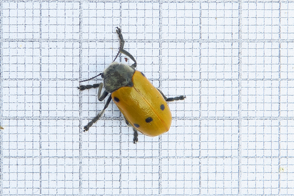 Lachnaia sexpunctata - szőrösnyakú zsákhordóbogár