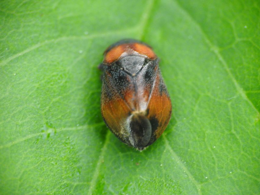 Penthimia nigra - fekete kabóca Penthimia nigra - fekete kabóca