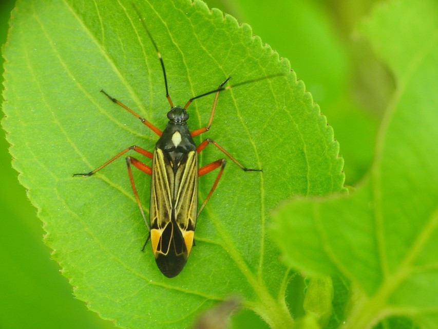 Miris striatus - sávos mezeipoloska
