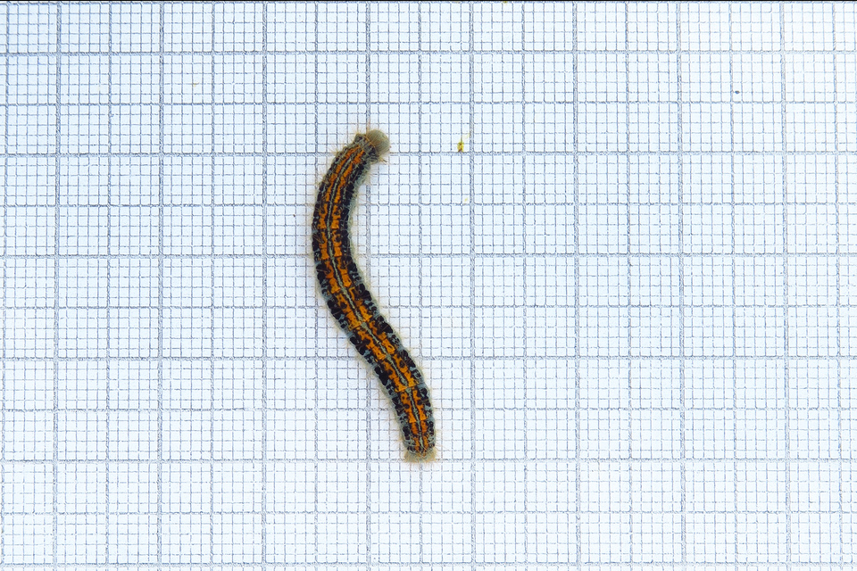 Malacosoma castrensis - kutyatejszövő