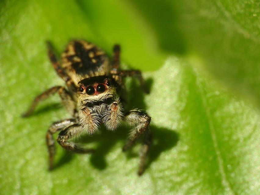 Carrhotus xanthogramma - rozsdás ugrópók