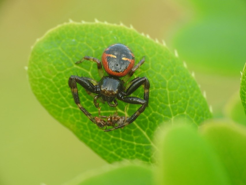 Synema globosum/ornatum
