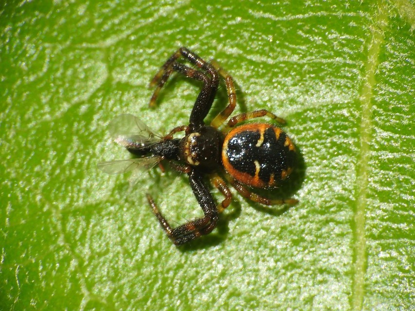 Synema globosum/ornatum