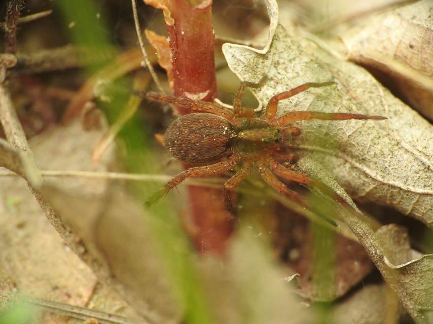 Trochosa