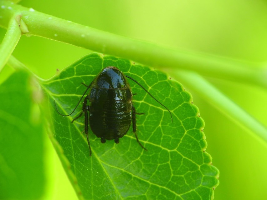 Phyllodromica