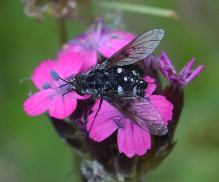 Bombylella atra - ezüstpettyes pöszörlégy