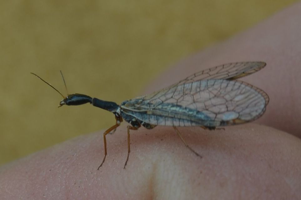 Raphidioptera - Tevenyakú-fátyolkák