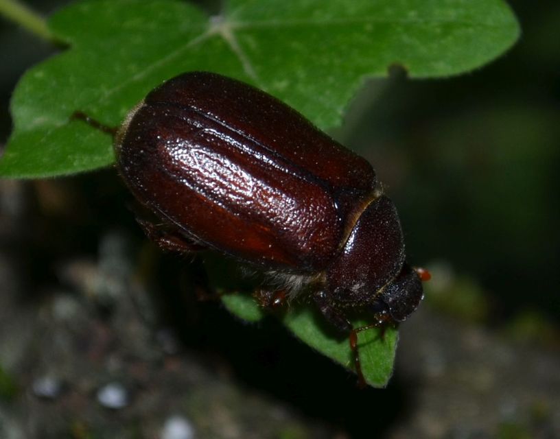 Holochelus aequinoctialis - tavaszeleji cserebogár