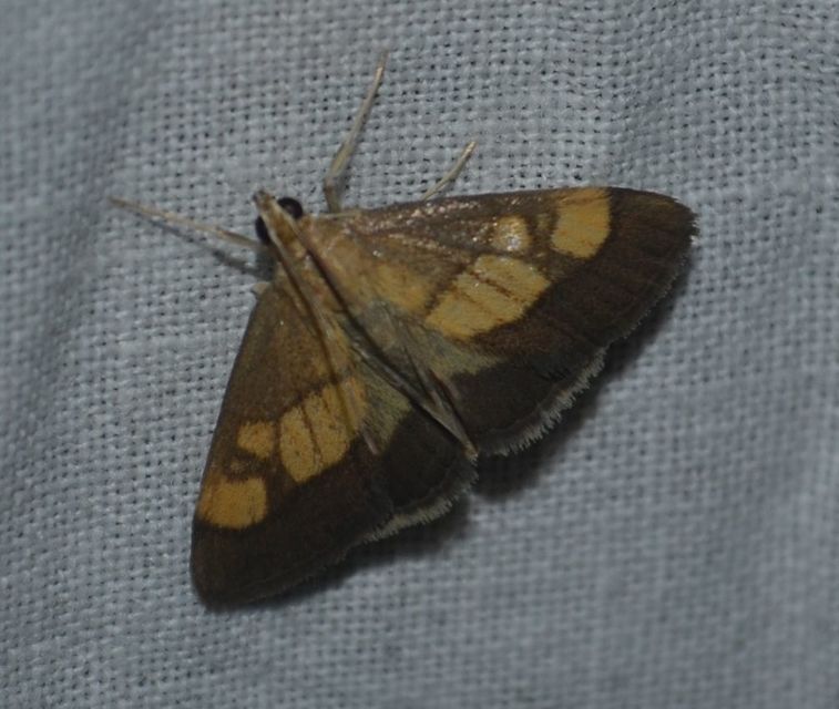Evergestis limbata - közönséges dudvamoly