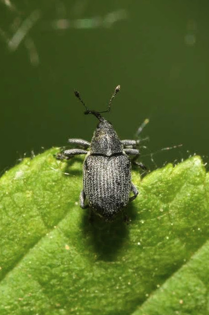 Ceutorhynchus obstrictus - repcebecő-ceutormányos