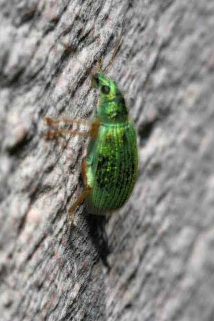 Polydrusus formosus - selymes lombormányos