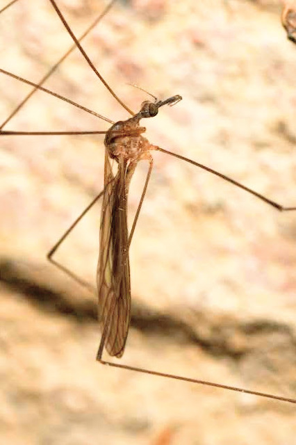 Helius longirostris