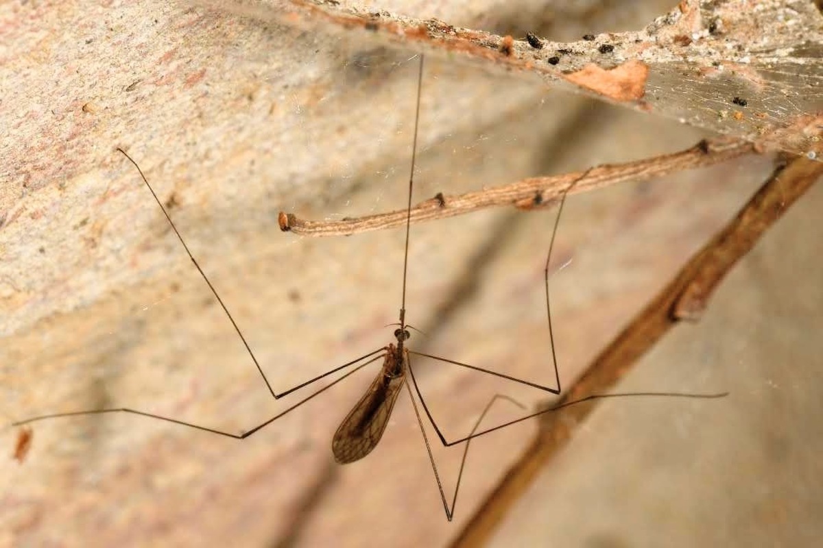 Helius longirostris