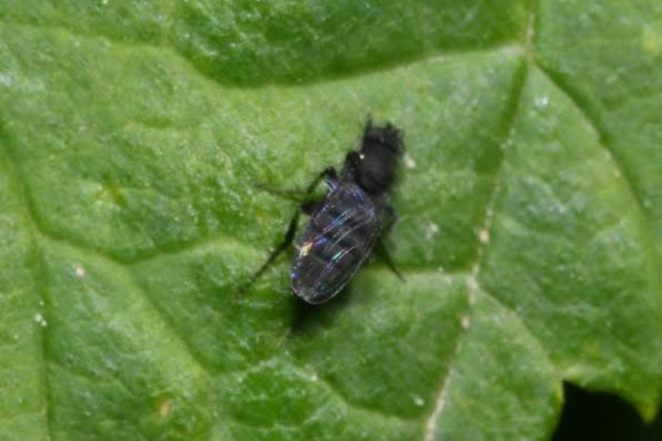 Phoridae - púposlégyfélék