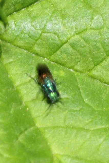 Chrysididae - fémdarazsak