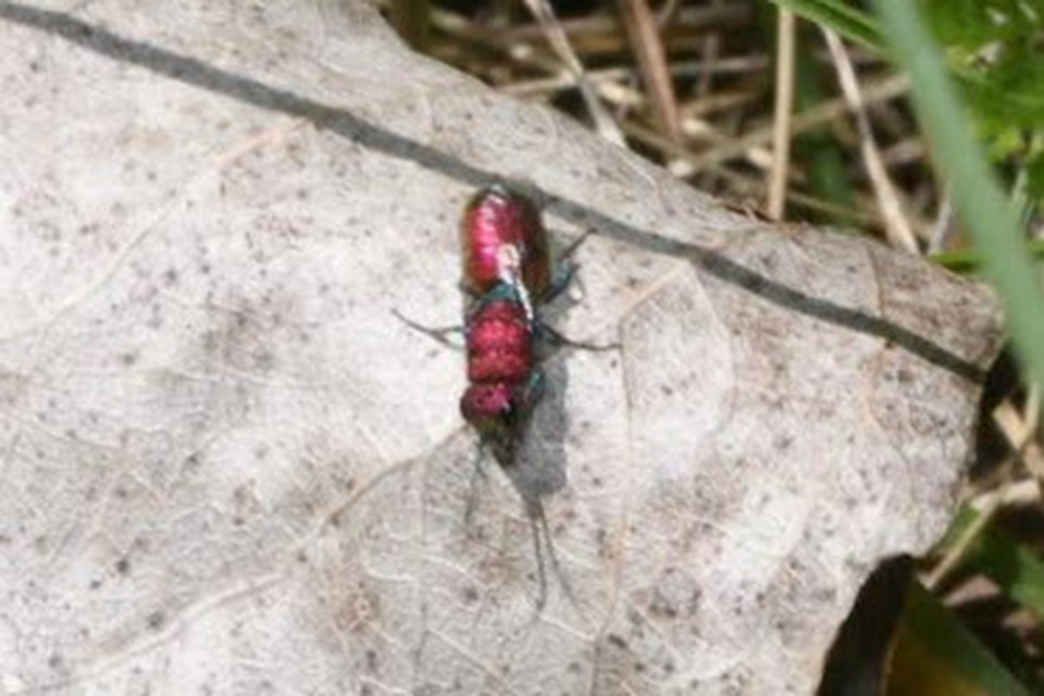 Chrysura cuprea - rézvörös fémdarázs