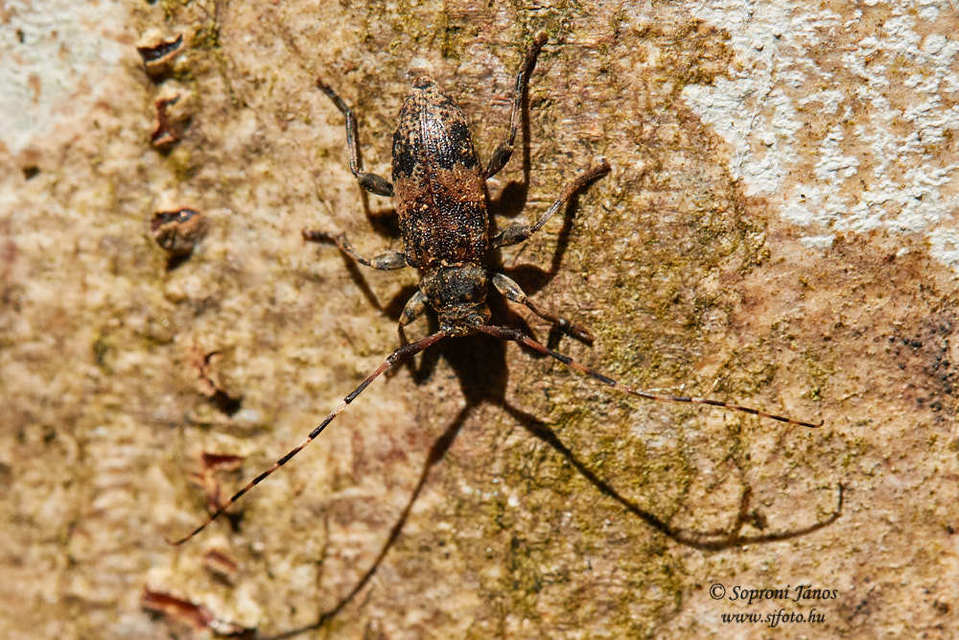 Leiopus nebulosus - öves gesztcincér