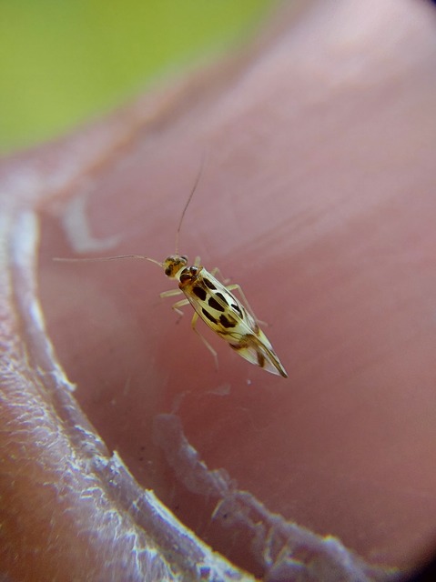 Graphopsocus cruciatus