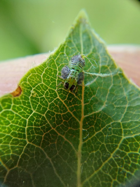 Psyllidae