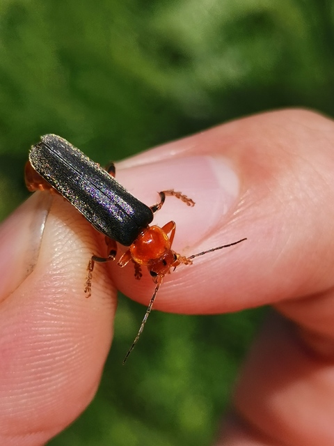 Cantharis livida - mezei lágybogár