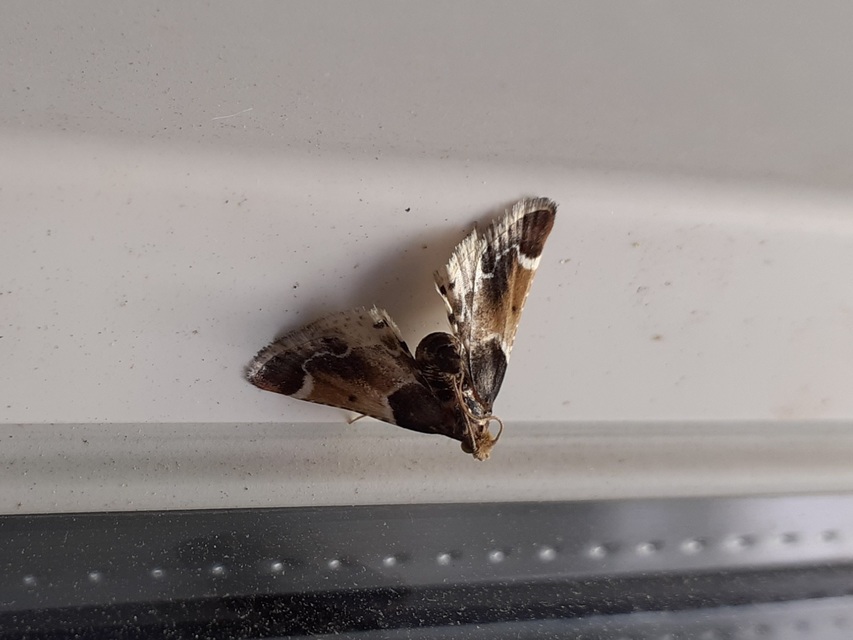Pyralis farinalis - lisztilonca