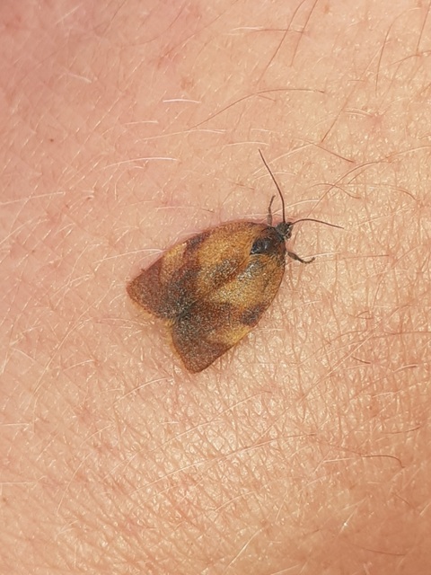 Cacoecimorpha pronubana - szegfű-sodrómoly