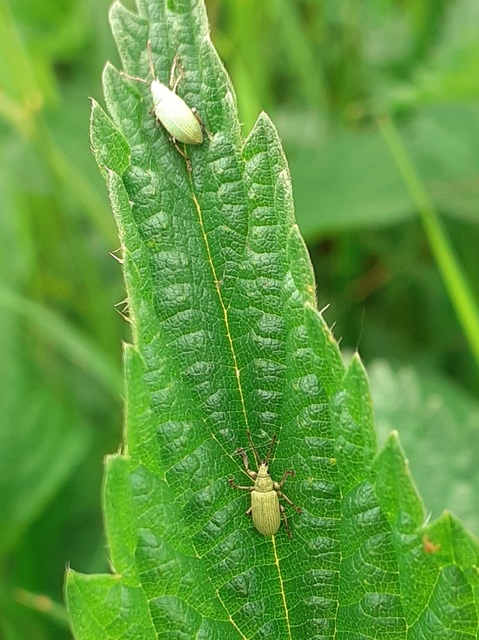 Phyllobius virideaeris - halványzöld levélormányos