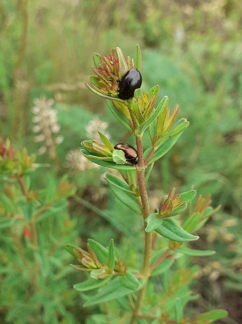 Chrysolina hyperici - zöld orbáncfűlevelész