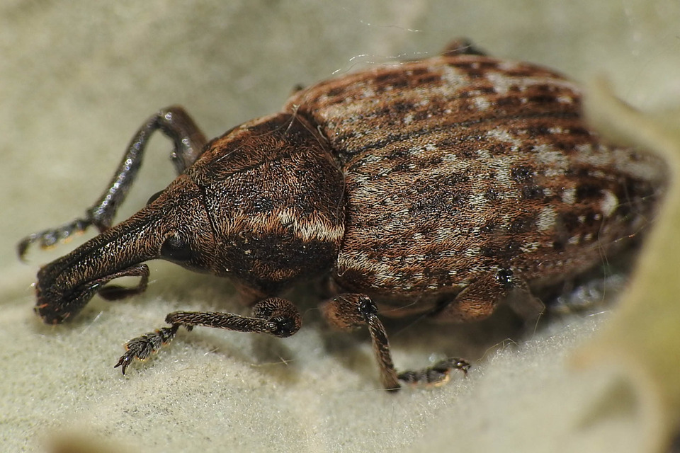 Lepyrus capucinus - pettyes fűzormányos