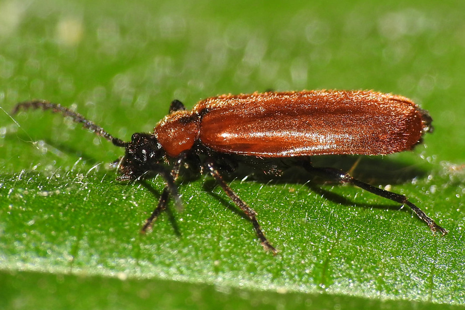 Schizotus pectinicornis - kis bíborbogár