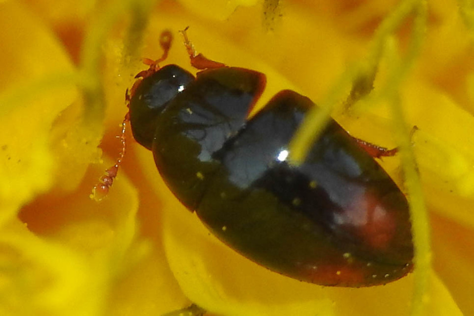 Phalacridae - kalászbogárfélék Phalacridae - kalászbogárfélék