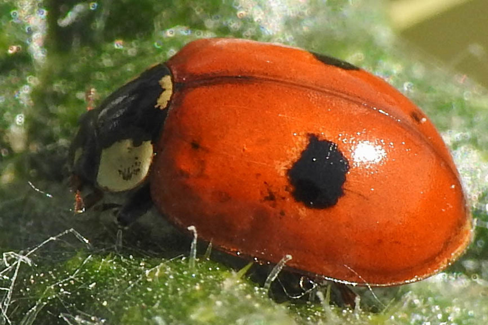 Adalia bipunctata - kétpettyes katica