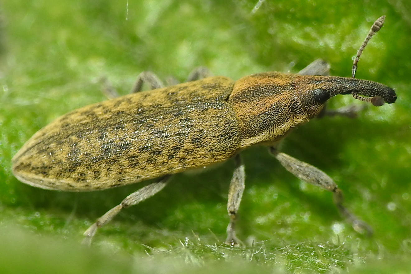 Lixus cardui - bogáncsfúró dudvabarkó