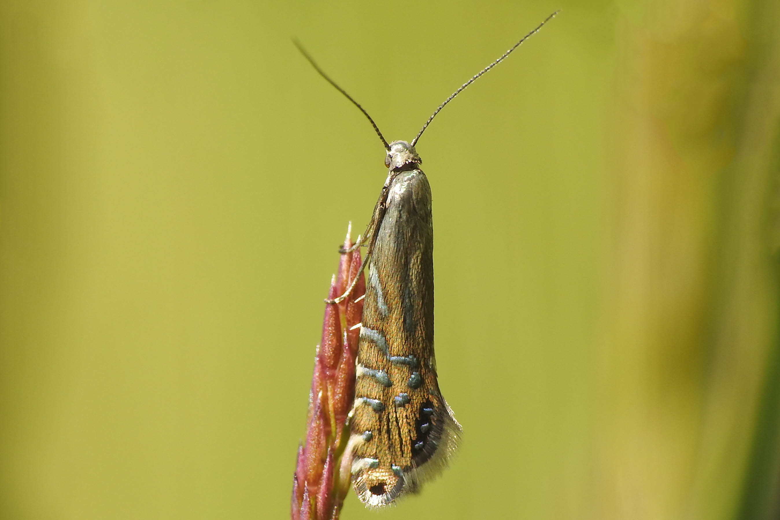Glyphipterix thrasonella - szittyófúró szakállasmoly