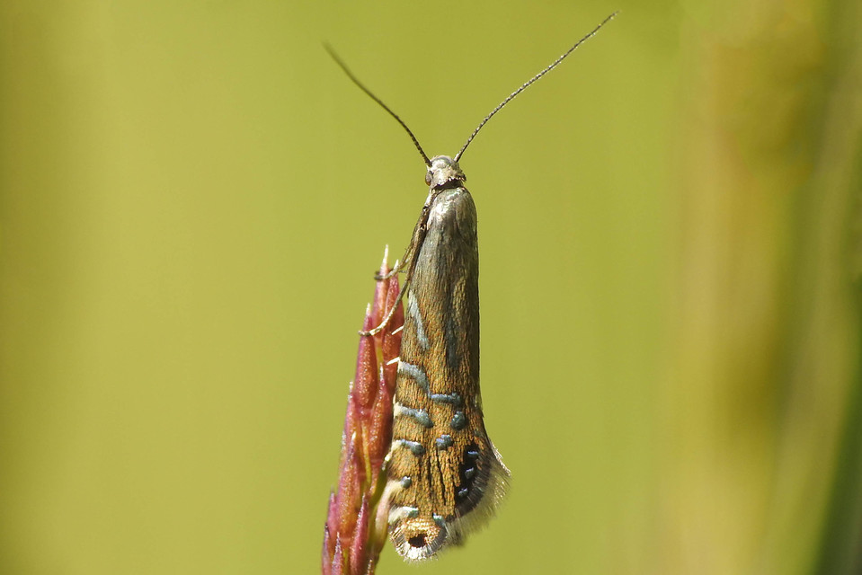 Glyphipterix thrasonella - szittyófúró szakállasmoly