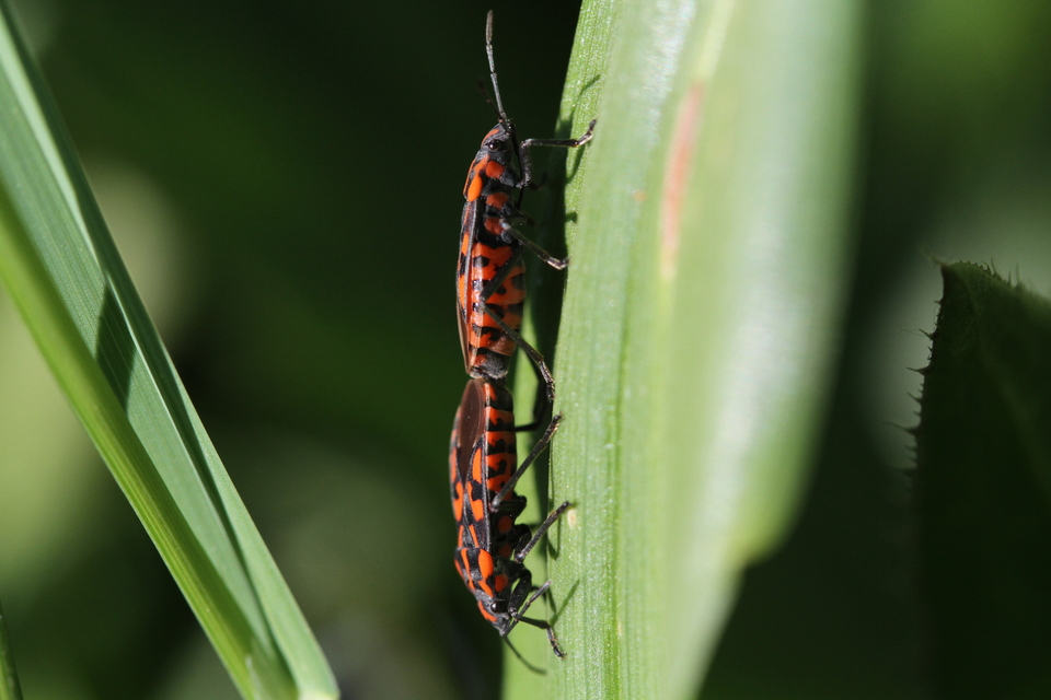 Spilostethus saxatilis - virágbodobács