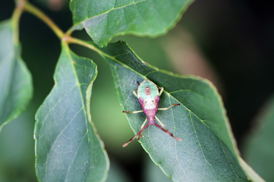 Gonocerus