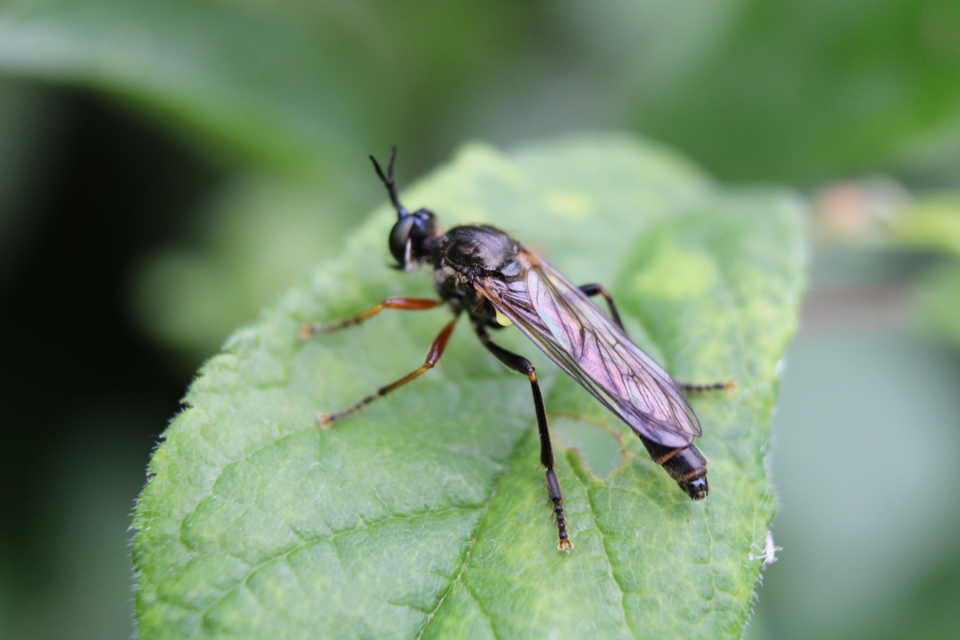 Dioctria rufipes