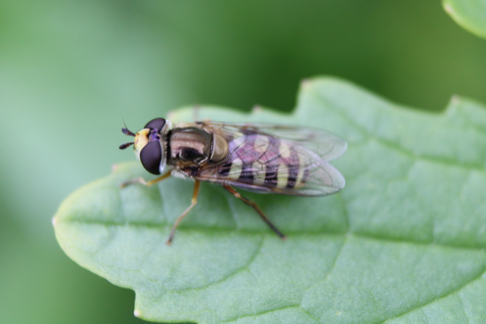 Eupeodes