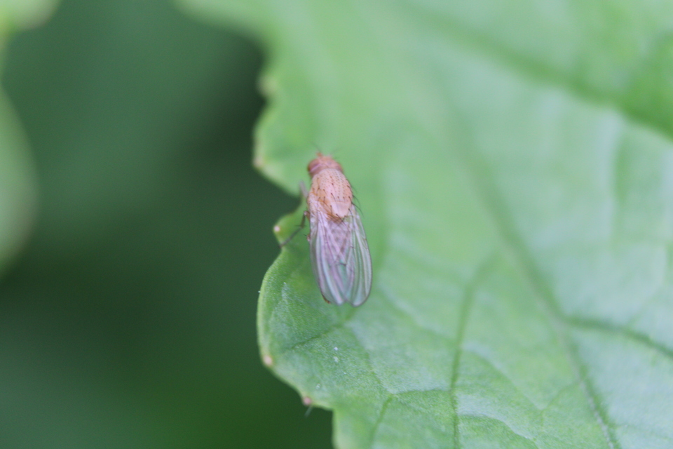 Lauxaniidae - pudvalegyek