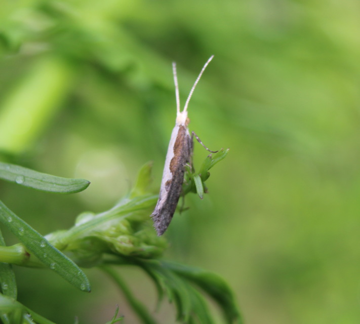 Plutella xylostella - káposztamoly