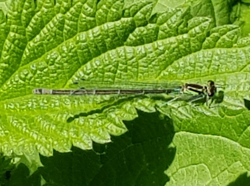 Coenagrion pulchellum - karcsú légivadász