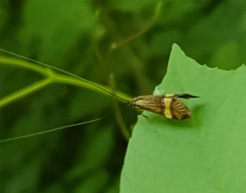 Nemophora degeerella - pompás tőrösmoly