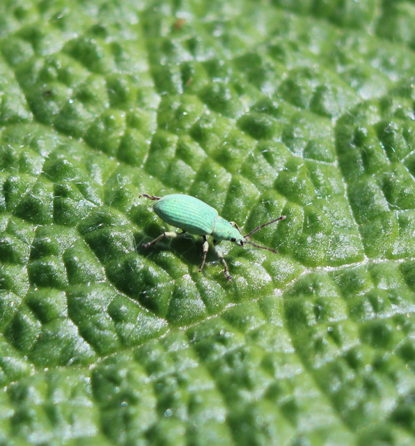 Phyllobius virideaeris - halványzöld levélormányos